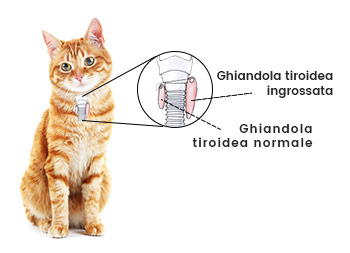 Che cos’è la tiroide? Che cos’è la tiroide?