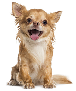 Quali sono le vitamine dei cani? Quali sono le vitamine dei cani?