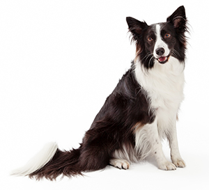 Integratori multivitaminici per cani Integratori multivitaminici per cani