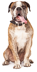 Alimentazione varia ed equilibrata per i cani Alimentazione varia ed equilibrata per i cani