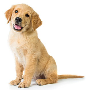 Come prendersi cura della pelle del tuo cane Come prendersi cura della pelle del tuo cane