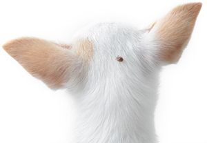 Prevenire le infestazioni delle zecche sui cani Prevenire le infestazioni delle zecche sui cani