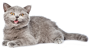 In conclusione, qual è il rimedio migliore per rimuovere le zecche dai gatti? In conclusione, qual è il rimedio migliore per rimuovere le zecche dai gatti?