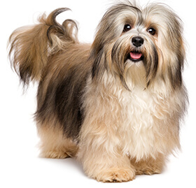 Quali sono i problemi della pelle del cane? Quali sono i problemi della pelle del cane?