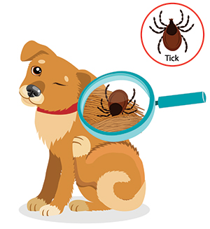 I sintomi di un cane con le pulci I sintomi di un cane con le pulci