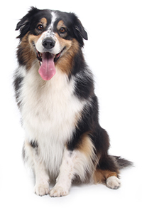 Trattamenti antizecche per i cani Trattamenti antizecche per i cani