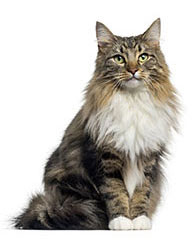 Trattamenti antiparassitari per gatti Trattamenti antiparassitari per gatti