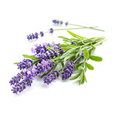 Lavanda