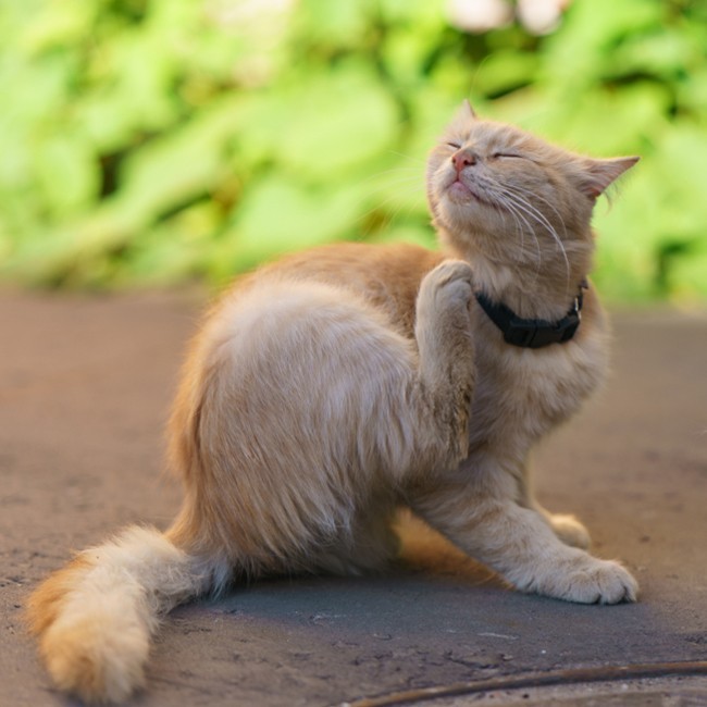 Come rimuovere le zecche dai gatti