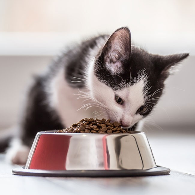 Problemi alla tiroide dei gatti: cosa c’è da sapere