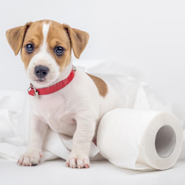 Cosa fare in caso di diarrea dei cani?