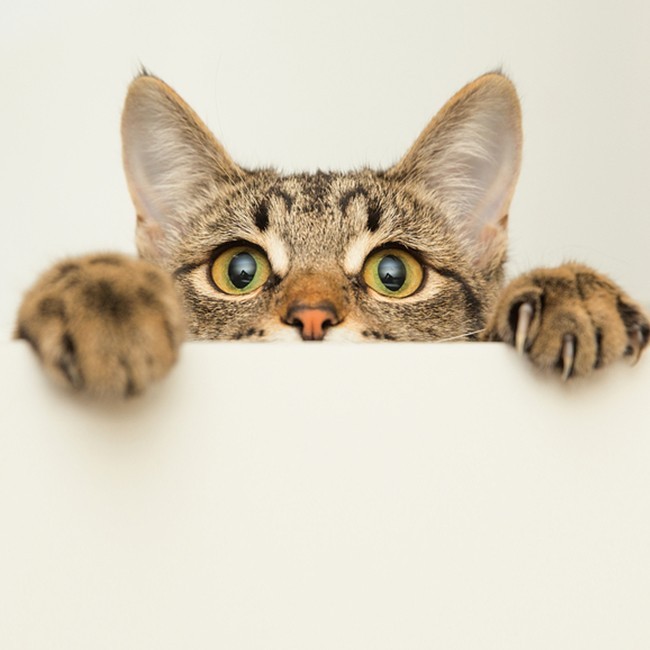 Come pulire le orecchie dei gatti