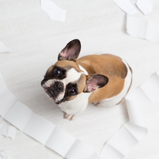 Cosa fare in caso di stipsi dei cani?