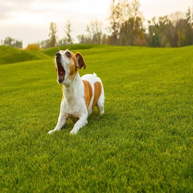 Come Impedire Al Cane Di Abbaiare