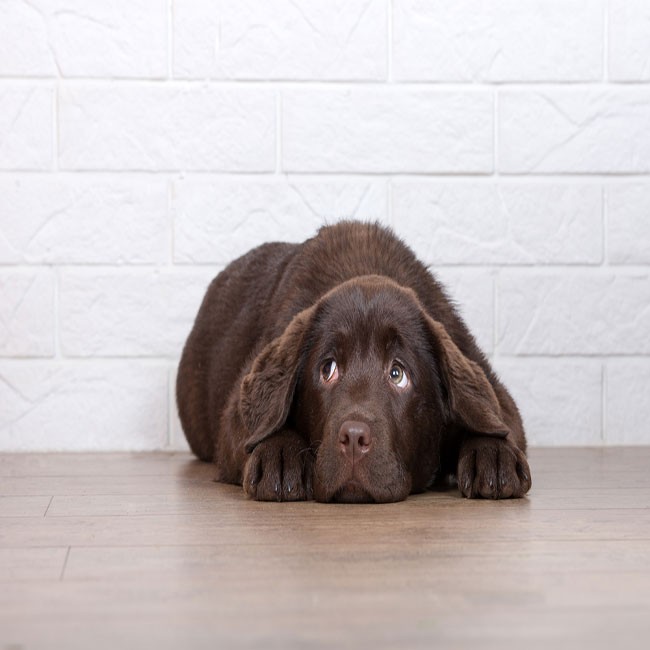 10 segnali per capire se il tuo cane è stressato