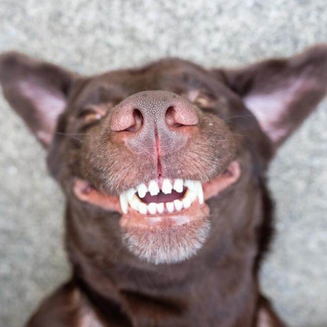Come si sviluppa la dentizione nel cane?