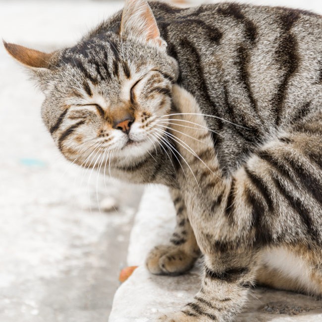 La dermatite nel gatto: sintomi e cause