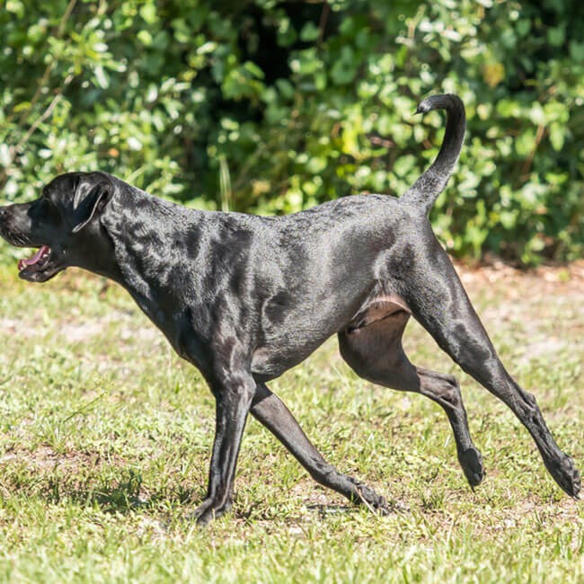 Come riconoscere e curare la displasia nel cane