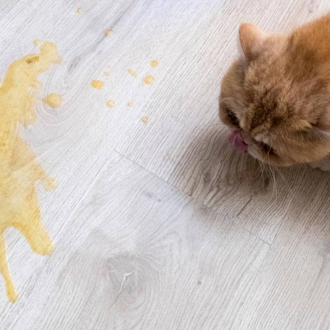 Giardia e Ascaridi nel gatto