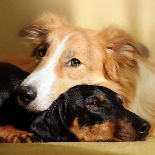 Le 10 razze di cane più calme