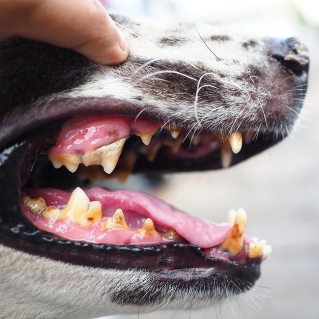 Come si manifesta la parodontite nel cane