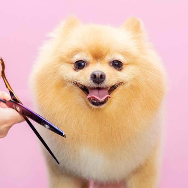 Pelo del cane, come prendersene cura
