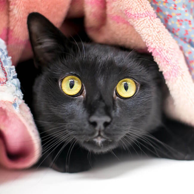 5 comportamenti del gatto stressato