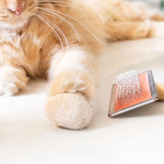 Palle di pelo nel gatto: un problema da non sottovalutare