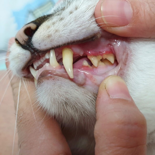 Gengive infiammate nel gatto? Potrebbe essere stomatite
