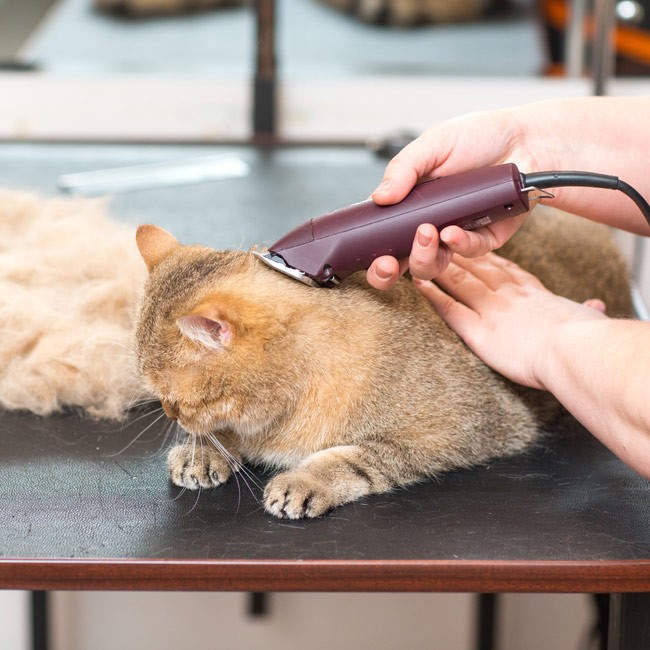È giusto tosare il gatto?