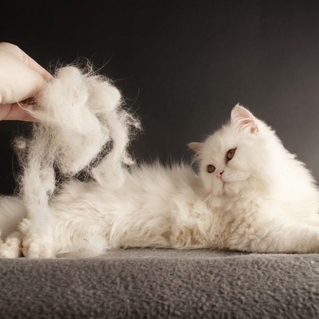 Perché il gatto soffre di alopecia?