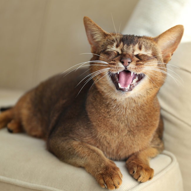 5 problemi comuni ai denti del gatto