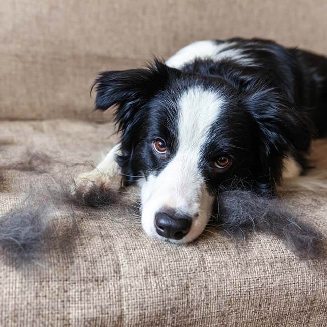 Perché il mio cane perde troppo pelo?