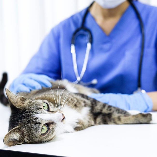 Idrocefalo, una pericolosa malattia dei gatti