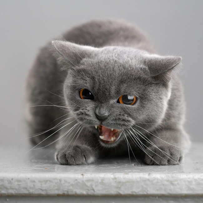 Come gestire un gatto aggressivo