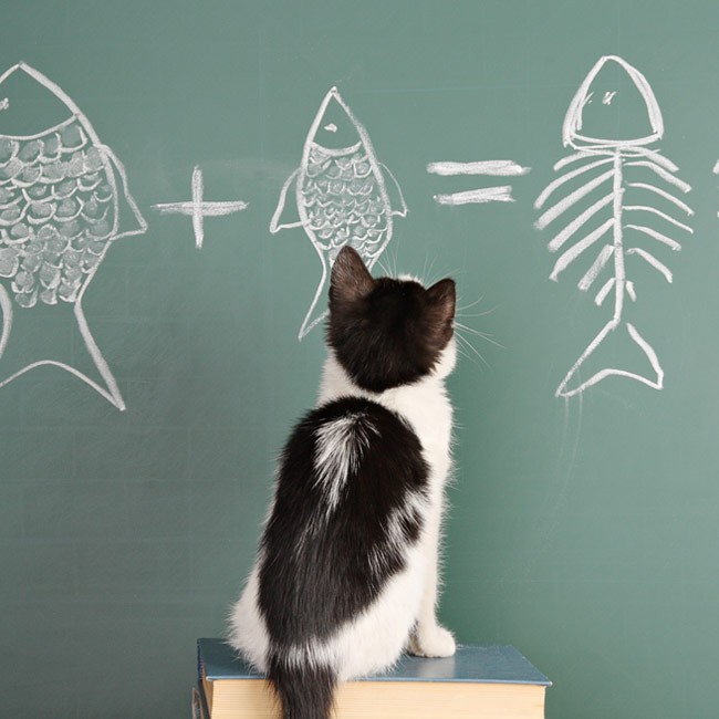 Sai come funziona il cervello dei gatti?