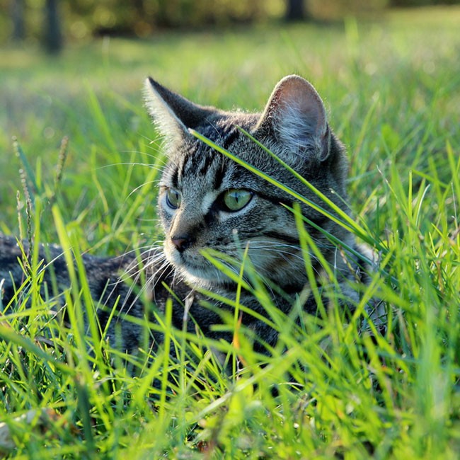 Vermi nei Gatti