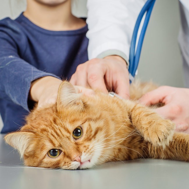 Anche i gatti possono ammalarsi di pancreatite