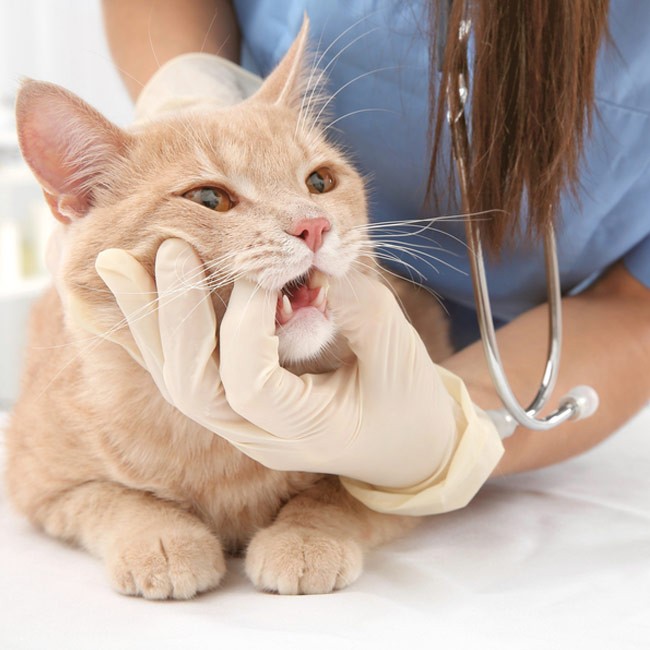 Si può rimuovere il tartaro nel gatto?