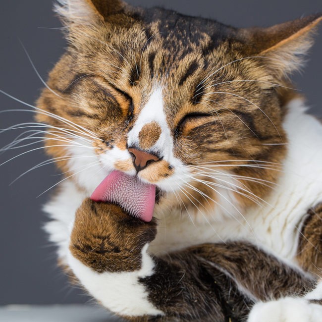 L’importanza della toelettatura nel gatto