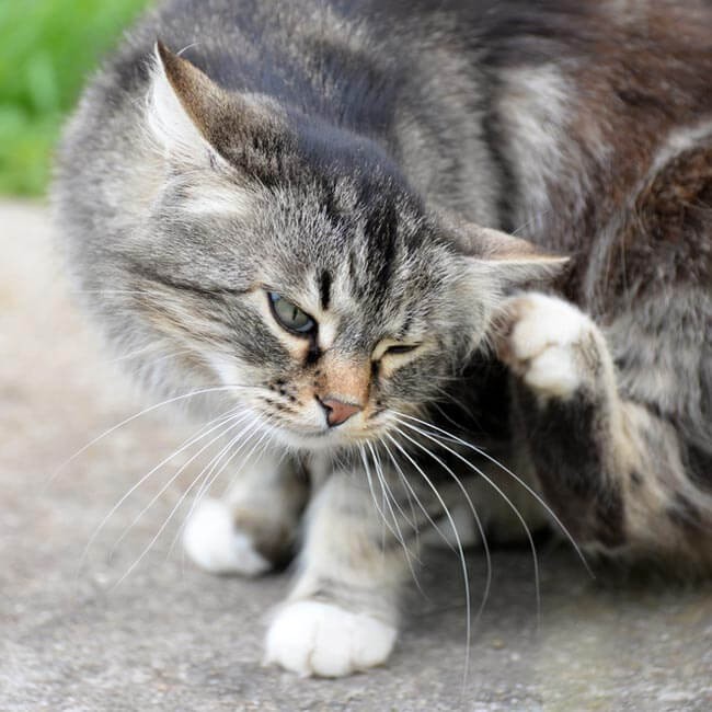I gatti possono prendere le pulci in casa?