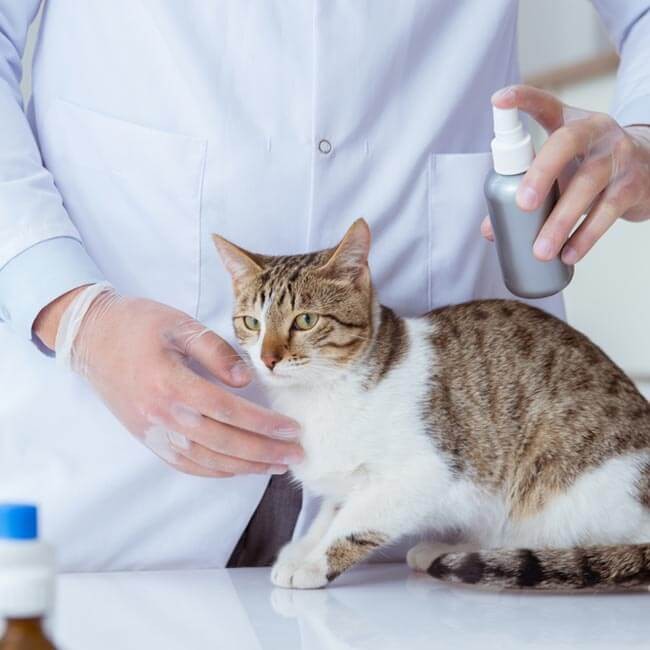 Quali malattie possono trasmettere le pulci nel gatto?