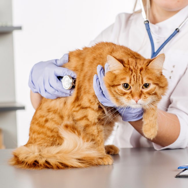 Atassia nel gatto, perché è importante riconoscerla?