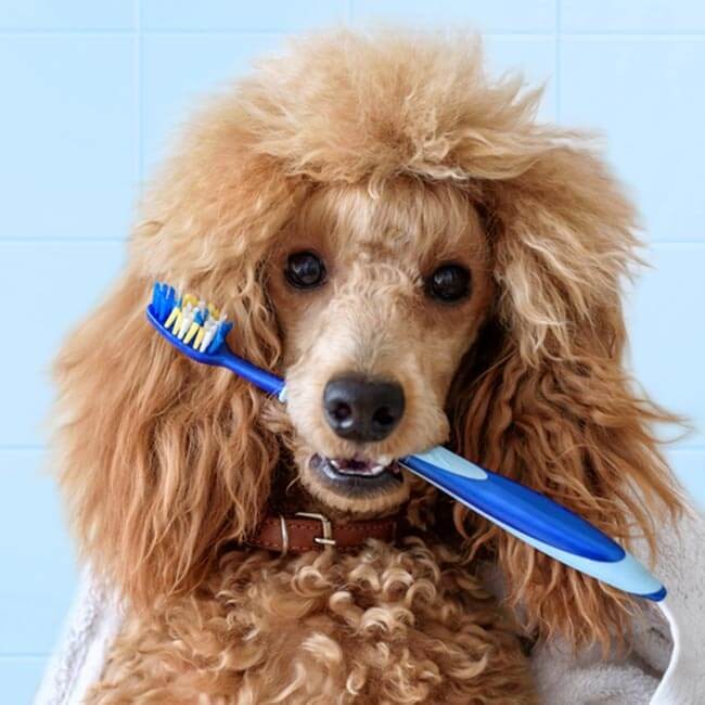 Detartrasi nel cane: quando è necessaria?