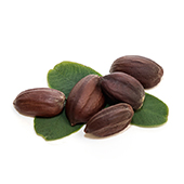 Olio di semi di Jojoba Olio di semi di Jojoba