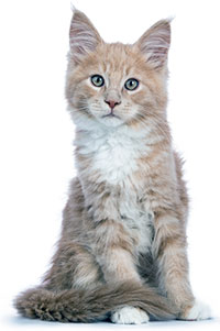 Quali sono i disturbi cutanei dei gatti? Quali sono i disturbi cutanei dei gatti?