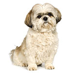 Shih Tzu Shih Tzu