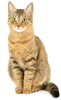 Cos’è l’ansia da separazione nei gatti? Cos’è l’ansia da separazione nei gatti?