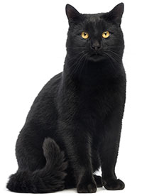 Come prendersi cura della pelle del gatto? Come prendersi cura della pelle del gatto?