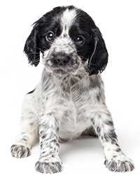 I sintomi della stitichezza dei cani I sintomi della stitichezza dei cani